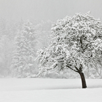 Winter Coat