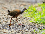 Grey-necked Wood-Rail walking, Costa Rica