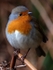 Robin (01)