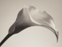 Flowers 001