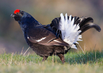 Black Grouse 2