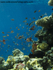 RS002: Reef Anthias