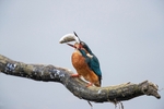 Kingfisher Alcedo Atthis053