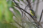 Common Tody-Flycatcher...