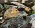 American Pika resting amongst rocks, Moraine Lake, Canada