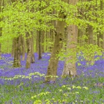 Beechwood Bluebells - Sq.