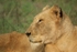 African Lioness (Timbavati, South Africa)