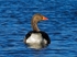 Greylag Goose
