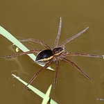 Dolomedes fimbriatus/D. plantarius (Raft/Great Raft Spider)