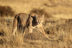 Female Puma with mean look, Torres del Paine, Chile