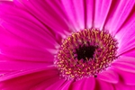 170709-Plants  Flowers0004-2-4966