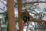 Brown Bear