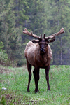 3HPhotography5-21-25_GTNP_471_
