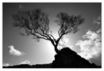 Silhouette of Life
