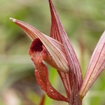 Eastern serapias (Serapias orientalis)