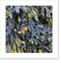 Seaweed II
