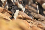 Southern Rockhopper Penguin descends slope, Saunders Island