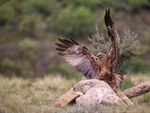 Black Kite lands on rock, Catalonia, Spain