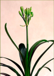 Clivia miniata Green 1