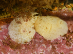 Jorunna tomentosa