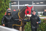 141125-Race 1-Marlacoo-8836