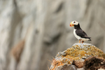 Horned Puffin perched on rock, Duck Island, Alaska
