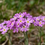 Birdseye primrose (Primula farinosa) 
