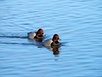 Common Pochards