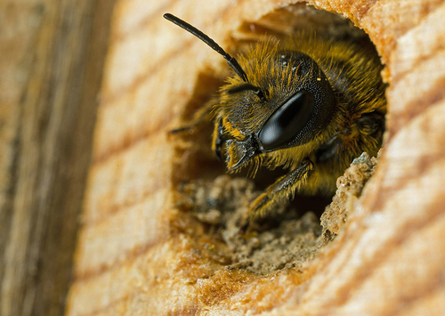 [i]Osmia leaiana[/i] female looking out of her nest burrow in my "Bee Hotel". Warwickshire, June 2013.