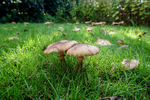 Armillaria mellea - (Honey fungus) - ACP04867-1