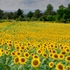 Mainly Floral 2024-9