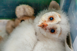 barn owl tyto alba-9936