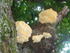 Chicken of the Woods