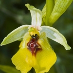 Ophrys lacaitae (Lacaita's Ophrys)