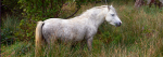 Wild Horse  Aberfalls Valley