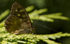Speckled wood butterfly, Cholmondely castle, Cheshire