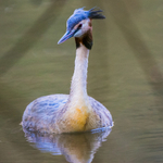 Grebe Portrait 3965322