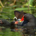 Moorhen and Chick