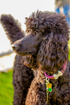 Standard Poodle_7245