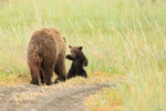 Brown Bear cub standing in front of mother, Silver Salmon Creek