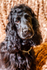 Cocker Spaniel_0049