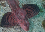 Chelidonichthys lastoviza