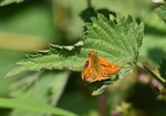 Large Skipper