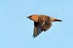 Waxwing in flight at Bletchley