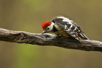 Middle-spotted Woodpecker