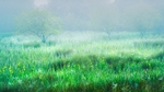 Misty marsh morning 1