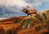 "LOOKING FOR TROUBLE"    STAG