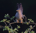 Cuckoo