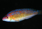 Centrolabrus exoletus