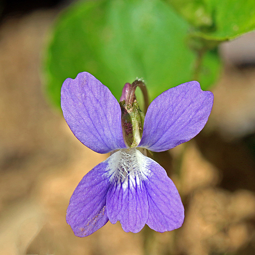 The purple or marsh blue violet is both the provincial flower of New Brunswick and the state flower of Illinois.
